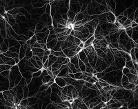 Réseau de neurones humains